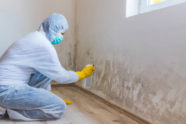 Licensed Basement Mold Removal service in Foster, VA - WQB Mold Removal