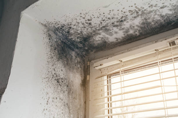 Affordable Basement Mold Removal solutions in Foster, VA