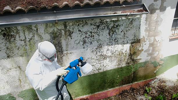 Top rated local Basement Mold Removal specialists in Foster, VA